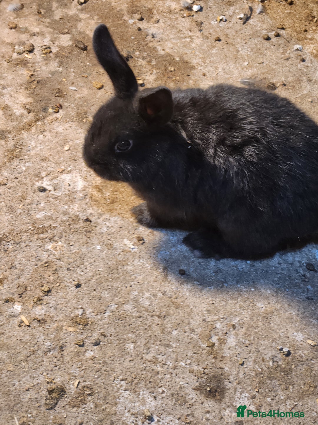 Mixed Breed rabbits for sale: Adorable Mixed Breed Baby Rabbits - Born October  - Advert 16