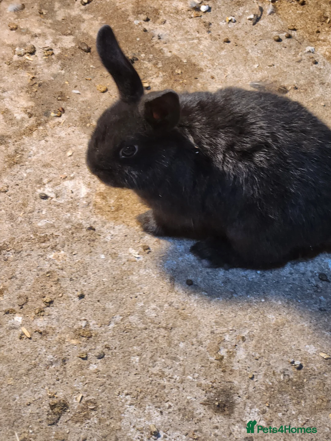 Mixed Breed rabbits for sale: Adorable Mixed Breed Baby Rabbits - Born October  - Advert 16