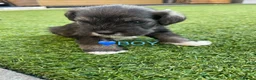 Miniature Schnauzer dogs for sale: KC pedigree miniature schnauzers - Advert 14
