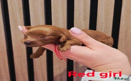 Cavapoo dogs for sale:  🐕Ruby Cavapoo Toy F1bb 🧸DNA tested🧸 - Image 10