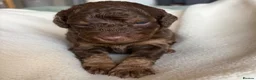 Cockapoo dogs for sale: Chocolate Cockapoos for sale - Advert 10