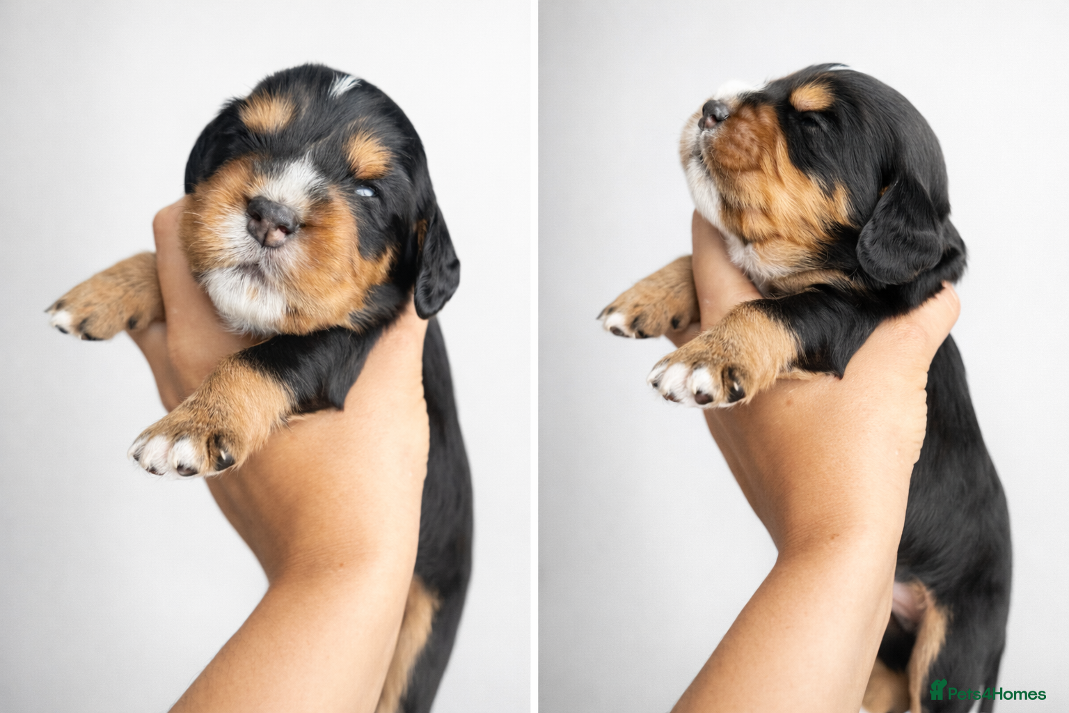 Cocker Spaniel dogs Working Cocker spaniels  - Advert 6