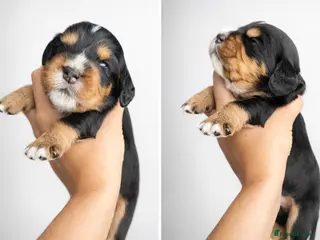 Cocker Spaniel dogs Working Cocker spaniels - Advert 6