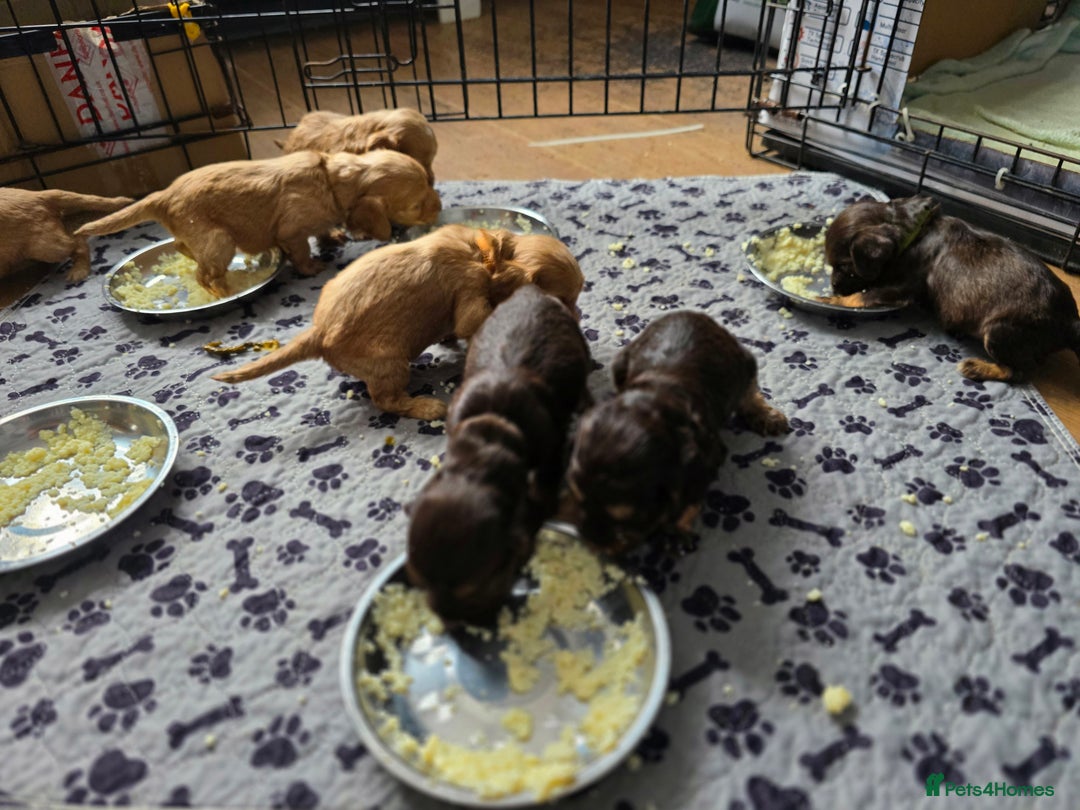 Cockapoo dogs for sale: Stunning f1b cockapoo puppies - Image 20