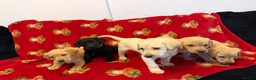 Labrador Retriever dogs for sale: Now have 5 Labrador Retriever Puppies for Sale 🐾 - Advert 4