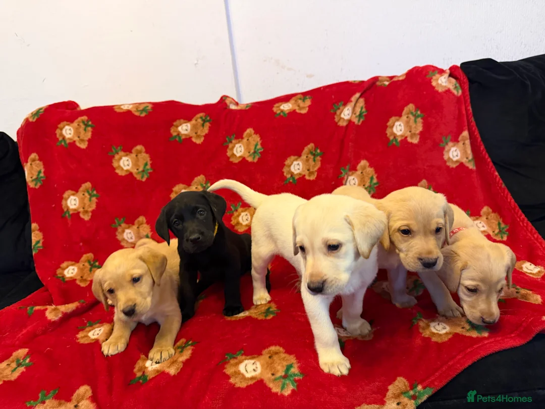 Labrador Retriever dogs for sale: Now have 5 Labrador Retriever Puppies for Sale 🐾 - Advert 4