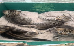 Persian cats for sale: ONLY 1 BOY 1 GIRL LEFT  - Image 5