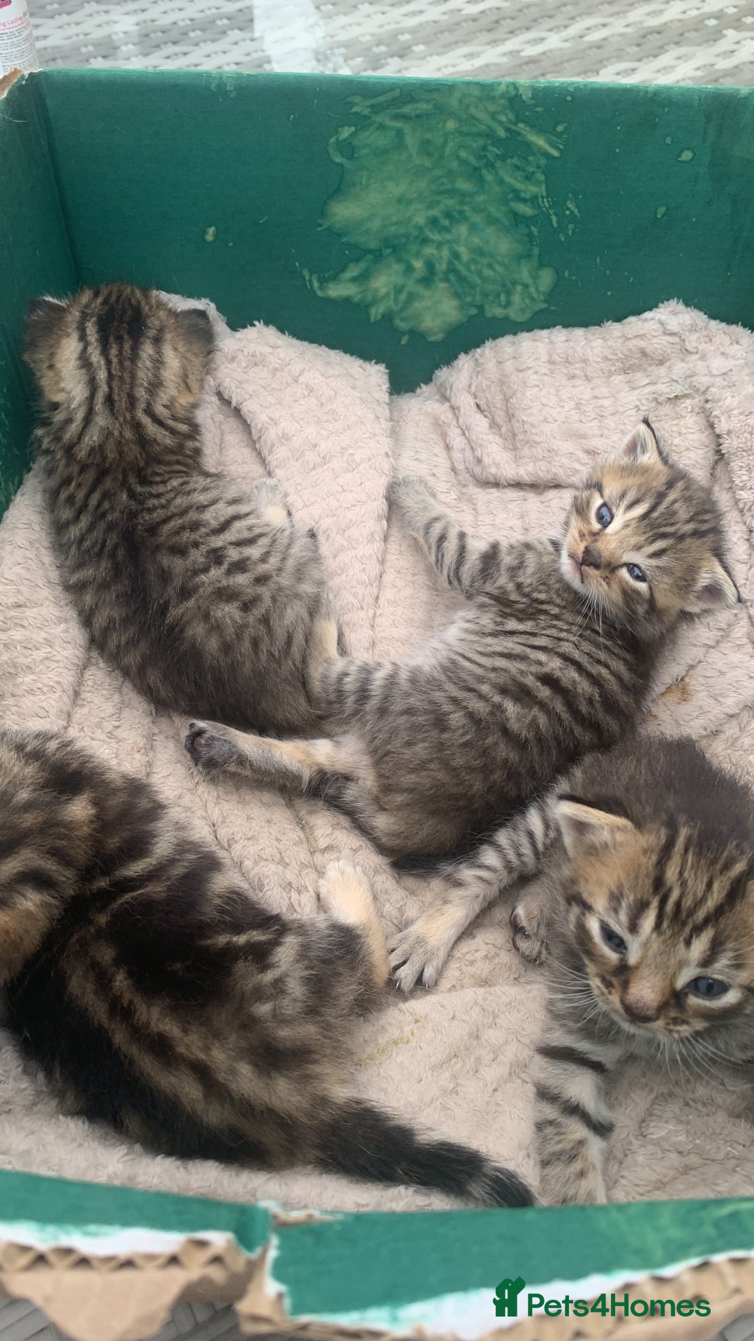 Persian cats for sale: ONLY 1 BOY 1 GIRL LEFT  - Image 5