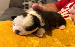Jug dogs for sale: Amazing Jug Puppies - Image 4