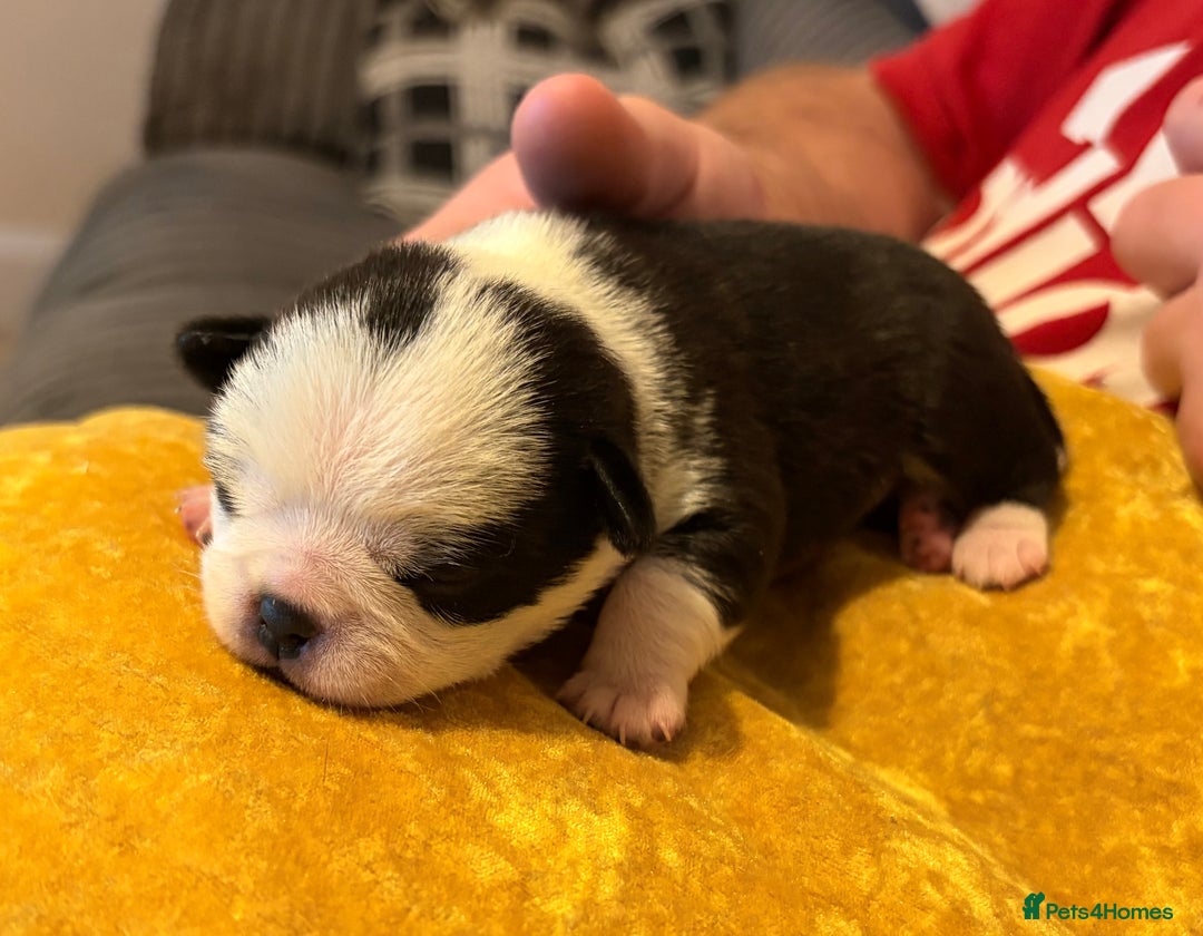 Jug dogs for sale: Amazing Jug Puppies - Image 4