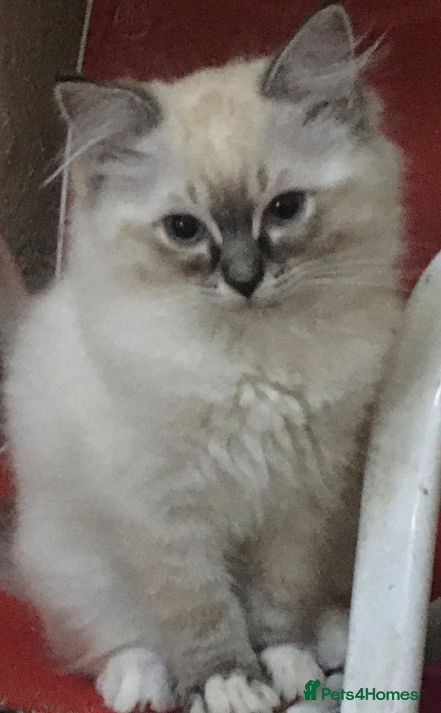 Ragdoll cats Purebred Ragdoll Kittens HCM PKD  clear - Advert 1