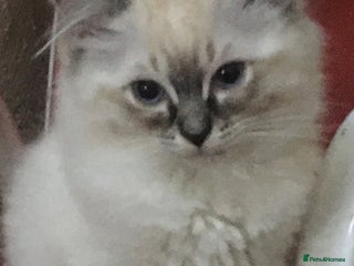 Ragdoll cats Purebred Ragdoll Kittens HCM PKD clear - Advert 8