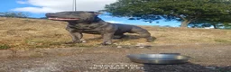 Staffordshire Bull Terrier dogs for stud: ZEUS for stud duties fully kc stunning boy - Advert 8
