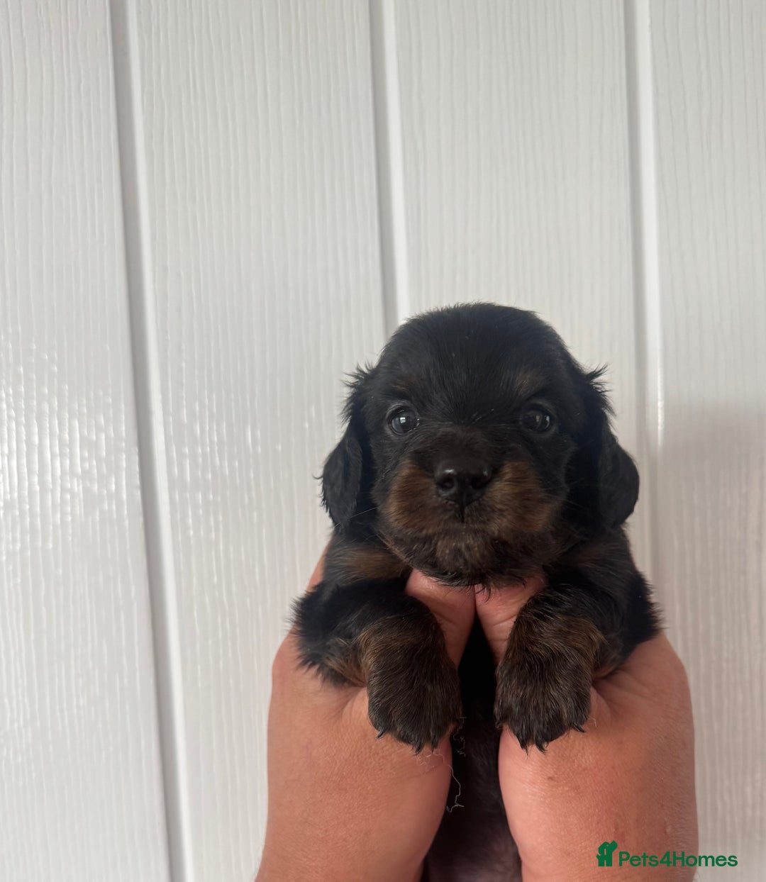 Miniature Dachshund dogs for sale: 3 Beautiful miniature longhair dachshund puppies - Image 22