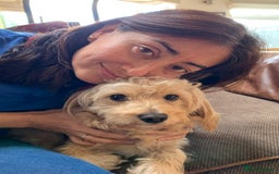 Cavapoochon dogs for stud: 🐾 Stud Available – Meet Eggy the Cavapoochon! 🐾 - Advert 13