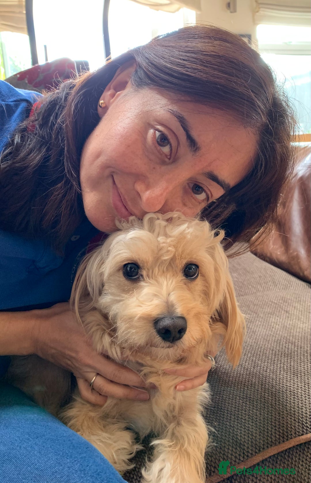 Cavapoochon dogs for stud: 🐾 Stud Available – Meet Eggy the Cavapoochon! 🐾 - Advert 13