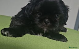 Shih Tzu dogs for sale: Imperial Shih tzu Puppies - Image 4