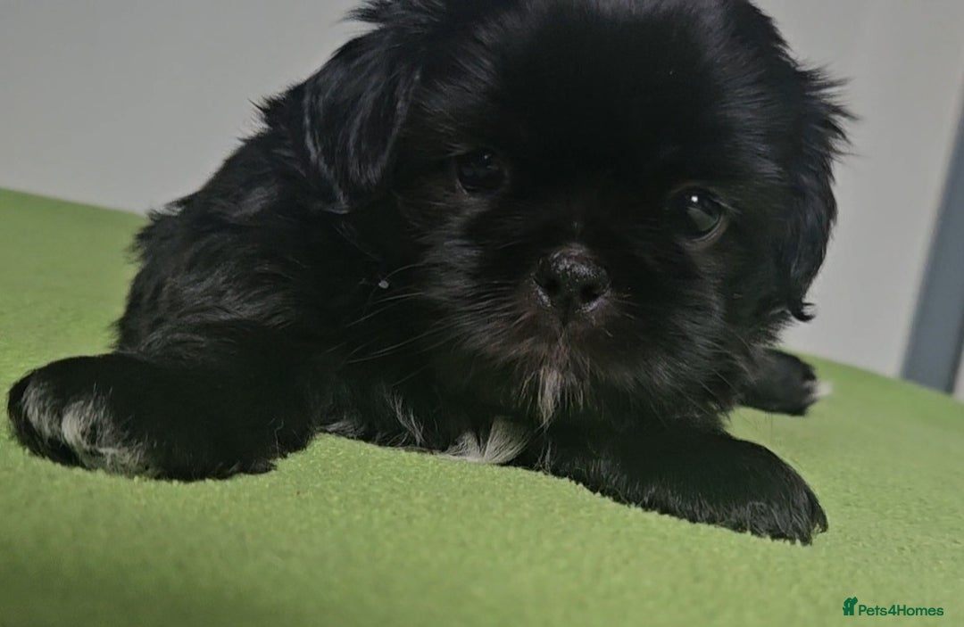 Shih Tzu dogs for sale: Imperial Shih tzu Puppies - Image 4