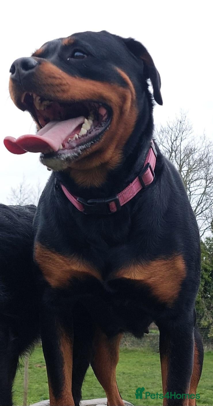 Rottweiler dogs KC  REGISTERED Chunky bold pups - Advert 16