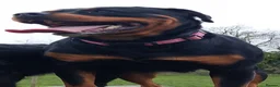 Rottweiler dogs for sale: KC  REGISTERED Chunky bold pups - Advert 1