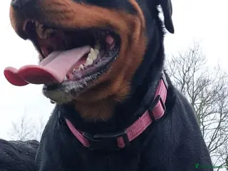 Rottweiler dogs KC REGISTERED Chunky bold pups - Advert 3
