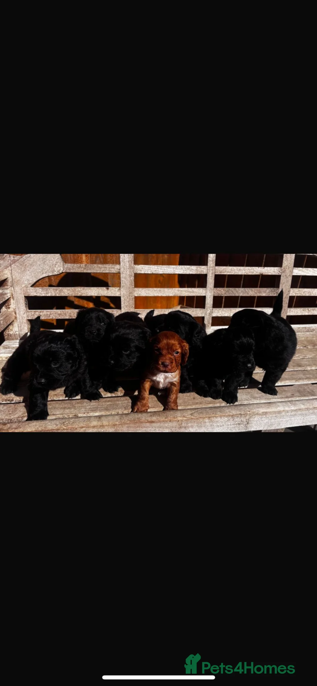 Mixed Breed dogs for sale: Cockerchow  - Advert 2