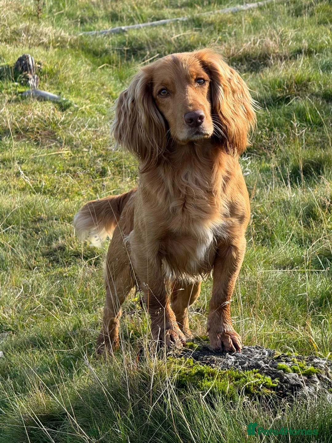 Cocker Spaniel dogs for stud: Golden Fully Health Tested Cocker Spaniel Stud - Advert 2