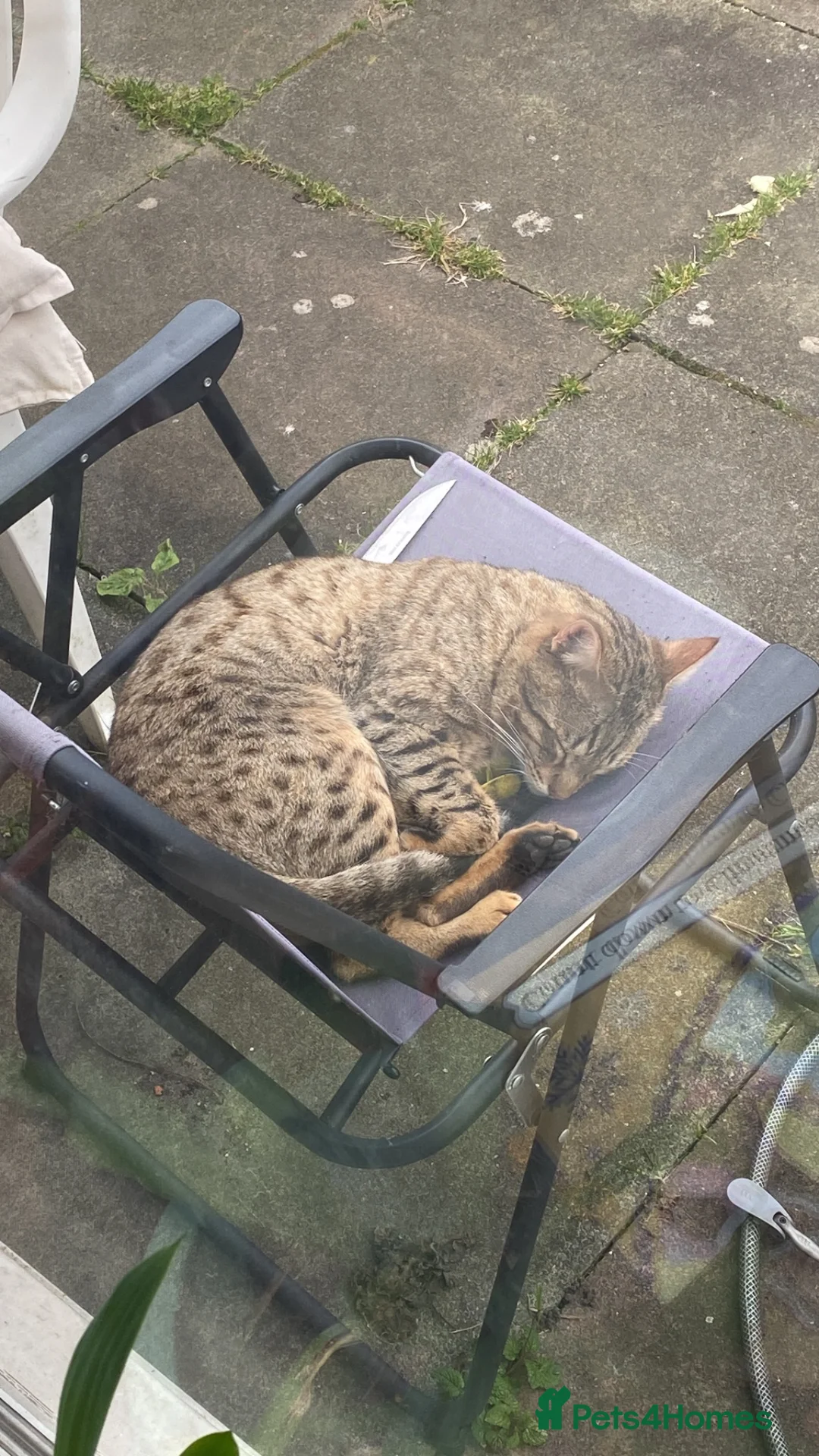 Mixed Breed cats for sale: Savannah cross kittens - Advert 2