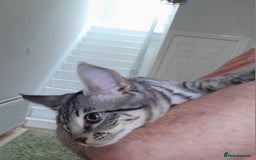 Savannah cats for sale: Full Pedigree TICA reg Savannah Girl Kitten - Image 11