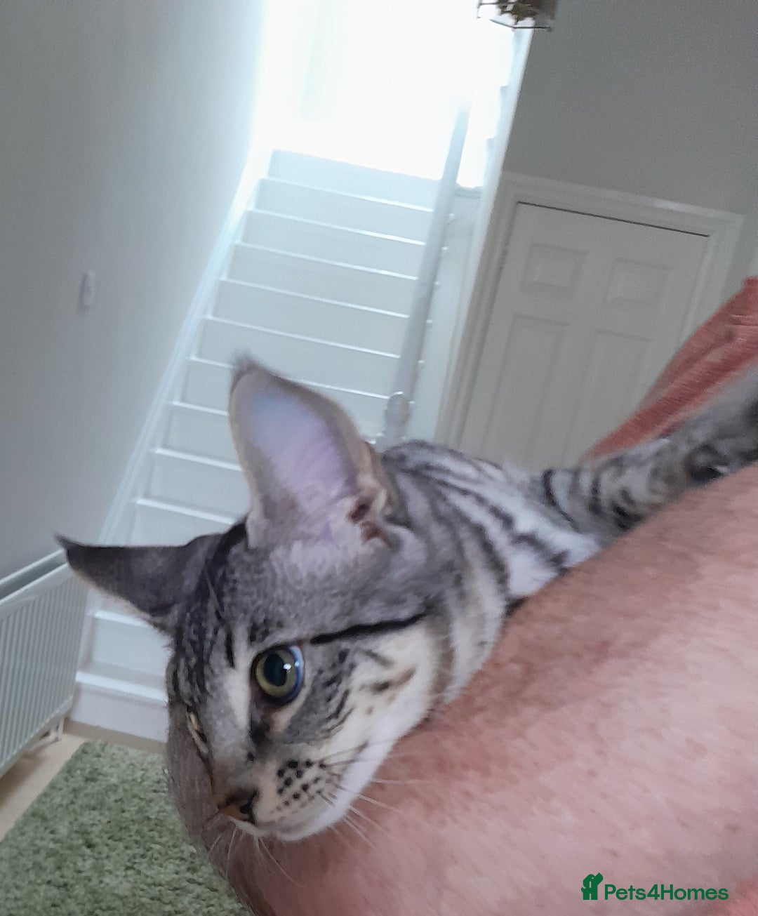 Savannah cats for sale: Full Pedigree TICA reg Savannah Girl Kitten - Image 11