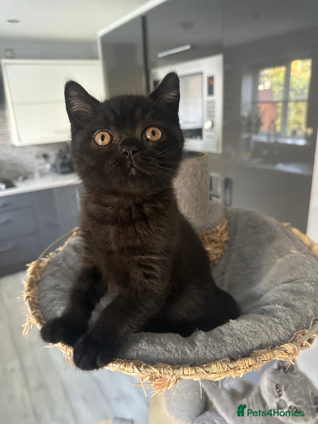 British Shorthair cats for sale: Gccf pedigree black little boy  - Image 3