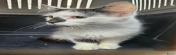 Mixed Breed cats for adoption: Two Cats for Indoor Adoption Together  - Advert 10