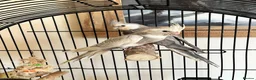 Cockatiels birds for sale: Young Cockatiels - Advert 6