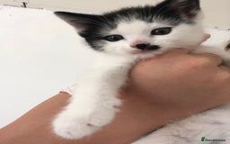 Domestic Shorthair cats for sale:  classic black and white kittens - Image 9