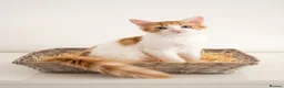 Maine Coon cats for sale: Maine coon mixed lovely extremely adorable kittens - Advert 7