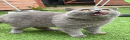 British Shorthair cats for stud: 💙 British Shorthair Blue Stud Service 💙 - Advert 4
