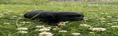 Sprocker 7 (Dynamite)