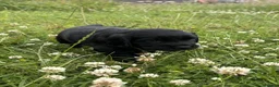 Sprocker dogs for sale: Sprocker puppies - Advert 2