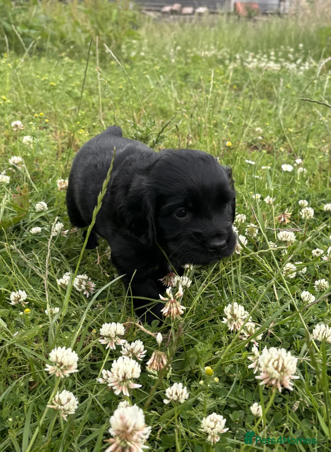 Sprocker dogs for sale: Sprocker puppies - Advert 2
