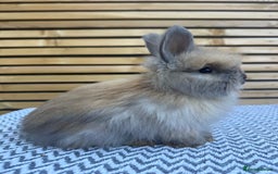 Angora rabbits for sale: Full Face English Angora’s  - Image 3