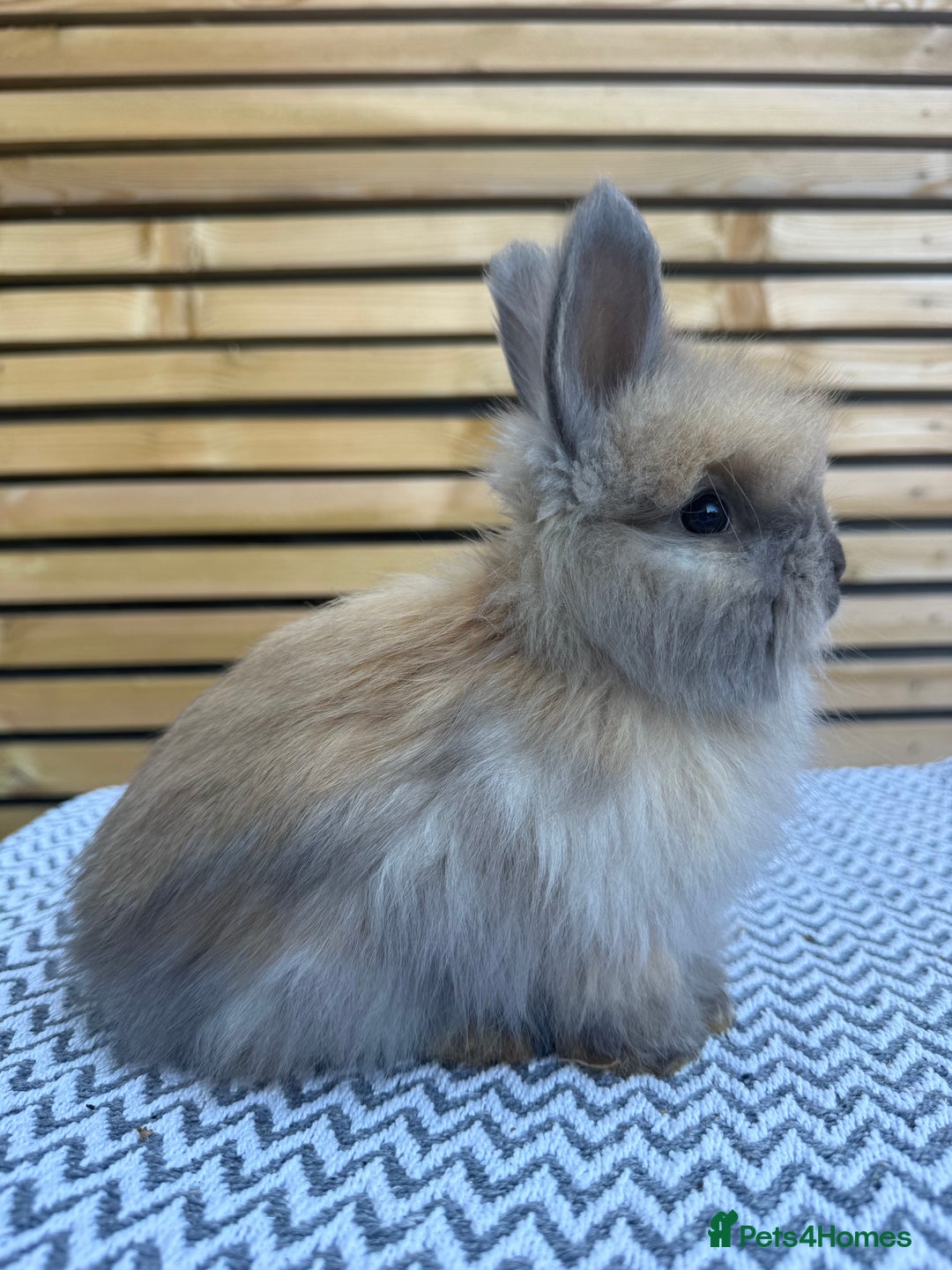 Angora rabbits for sale: Full Face English Angora’s  - Image 3