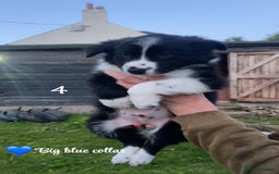 Border Collie dogs for sale: 3 handsome male border collies for sale  - Image 3