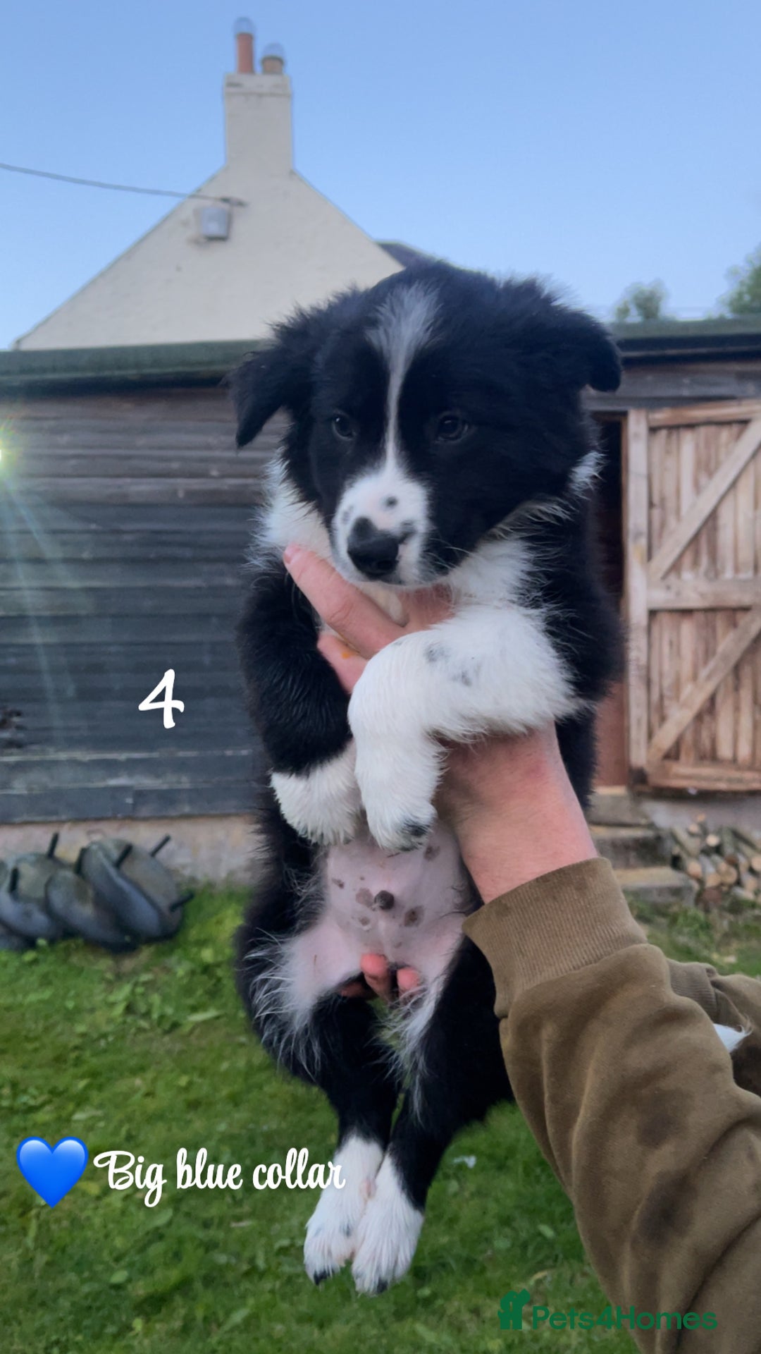 Border Collie dogs for sale: 3 handsome male border collies for sale  - Image 3