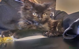 British Longhair cats for sale: Sweet 11 week old kitten 🐈‍⬛️ - Advert 1
