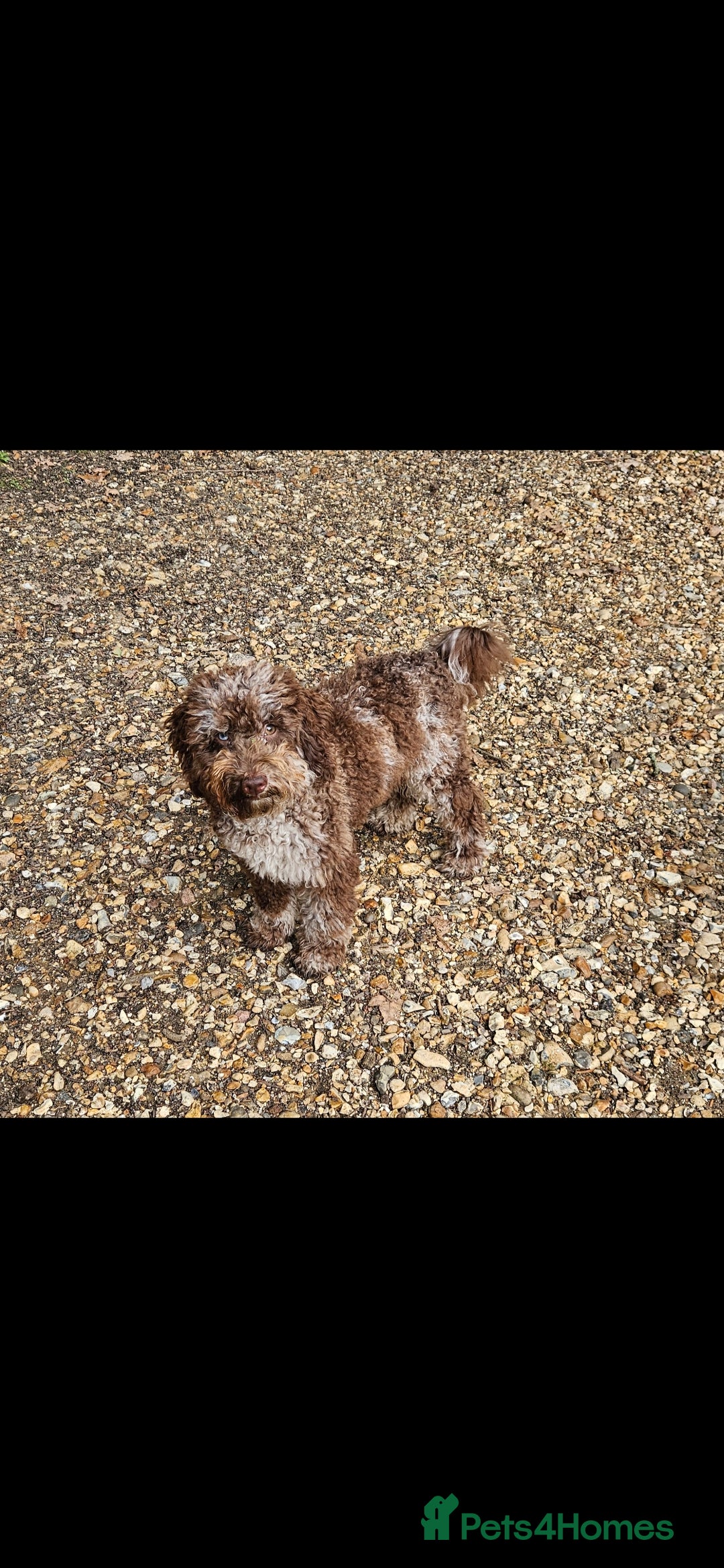Toy Poodle dogs for stud: Chocolate merle toy poodle Stud - Image 5
