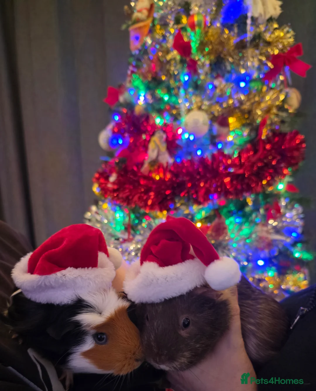 Guinea Pig rodents for sale: Female Guinea Pigs  in Oxford - Advert 1