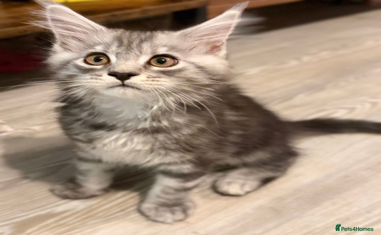 Maine Coon cats - Advert 9