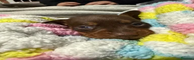 Dachshund 5
