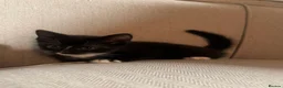 Mixed Breed cats for sale: Kittens - Advert 5
