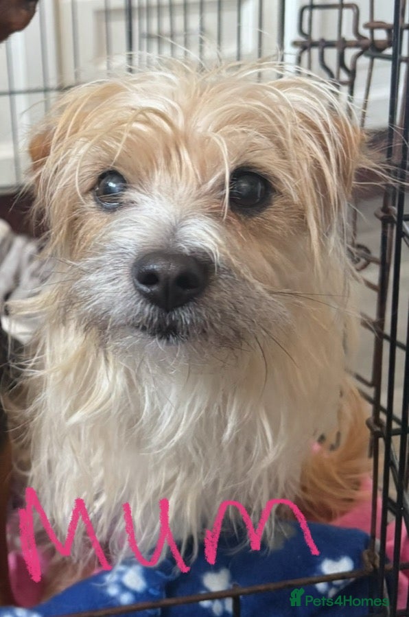 Mixed Breed dogs for sale: Cairmal X Jorkie puppies - Advert 2
